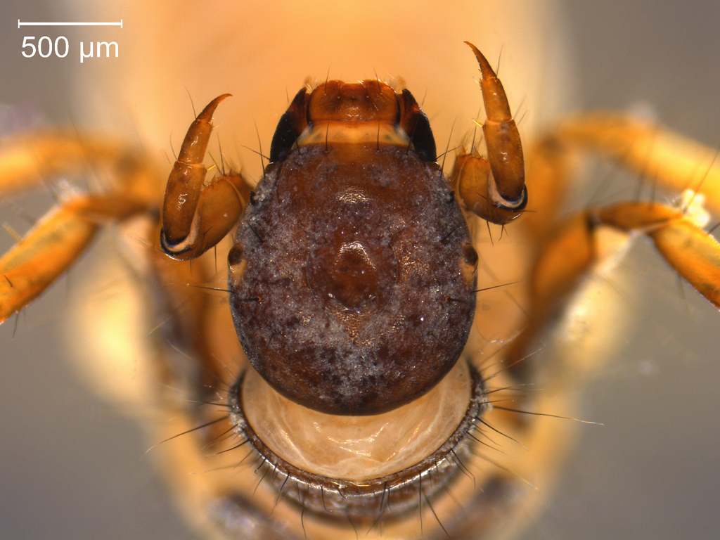 Limnephilus centralis